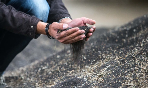 Rapsai pelningesni už kviečius, tačiau didžioji dalis laukų apsėta pastaraisiais. Juditos Grigelytės (VŽ) nuotr.