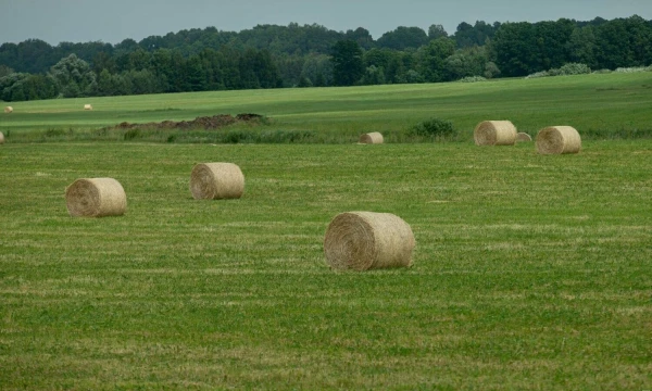 Juditos Grigelytės (VŽ) nuotr.