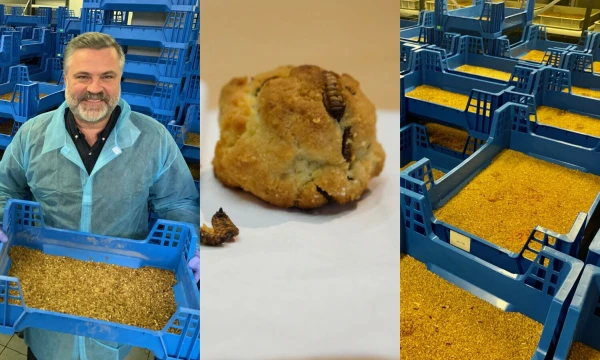 Evaldas Vaineikis, UAB „Insect box“ vadovas ir bendraturtis, VŽ koliažas.