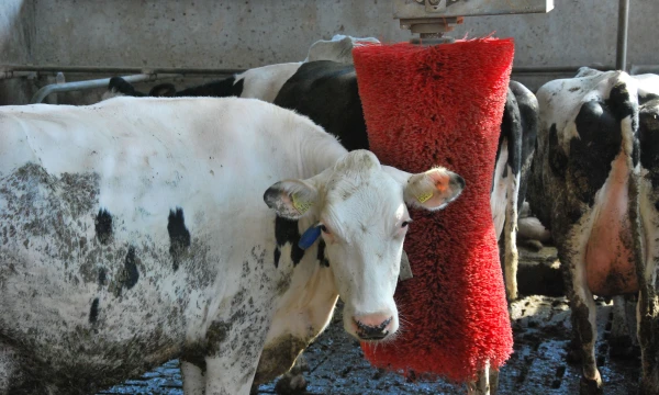 Indrės Sesartės (VŽ) nuotr.