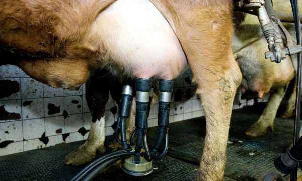 Juditos Grigelytės (VŽ) nuotr.