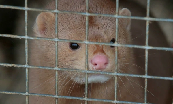 Vladimiro Ivanovo (VŽ) nuotr.