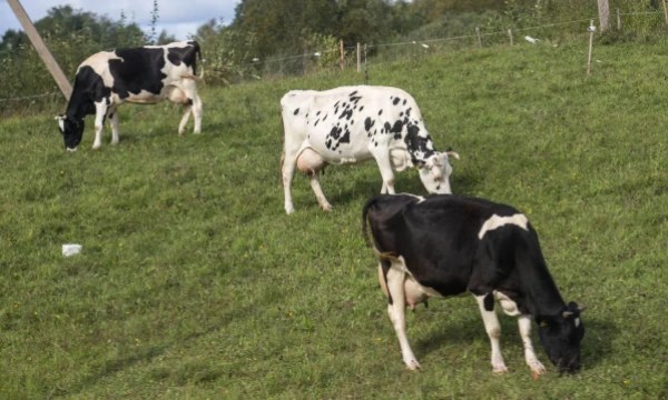 Juditos Grigelytės (VŽ) nuotr.