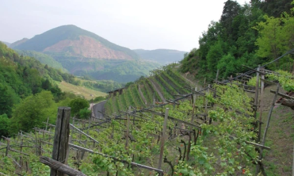 Dolomitinių Alpių kalnų šlaituose vietos vyndariai išnaudoja kiekvieną tinkamą žemės metrą. Beatričės Laurinavičienės nuotr. 
