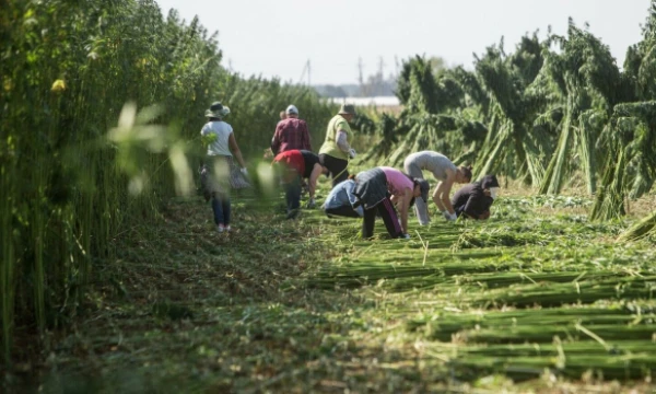 Pluoštinių kanapių derliaus nuėmimas. Juditos Grigelytės (VŽ) nuior. Juditos Grigelytės (VŽ) nuotr.