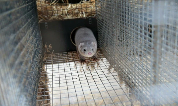 Vladimiro Ivanovo (VŽ) nuotr.