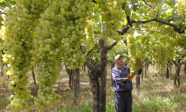 „Casa Bianchi“ vyninės vynuogyne, Argentinoje.  Enrique Marcariano („Reuters“/“Scanpix“) nuotr.  