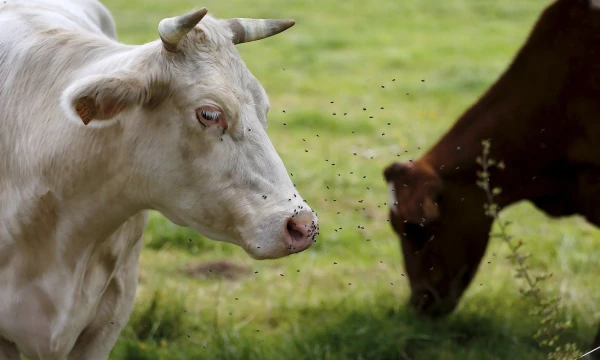 Francois Lenoir („Reuters“ / „Scanpix“) nuotr.