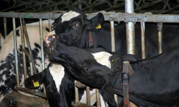 Arūno Milašiaus (VŽ) nuotr. 