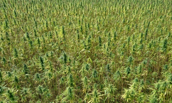 Kanapių laukas. Lino Butkaus (VŽ) nuotr.