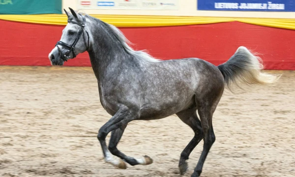 Asociatyvi nuotr. Juditos Grigelytės (VŽ) nuotr.