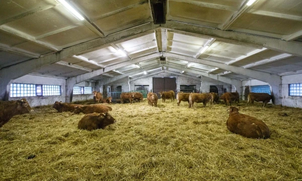 Vladimiro Ivanovo (VŽ) nuotr.