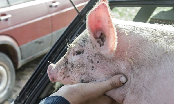 Vladimiro Ivanovo (VŽ) nuotr.