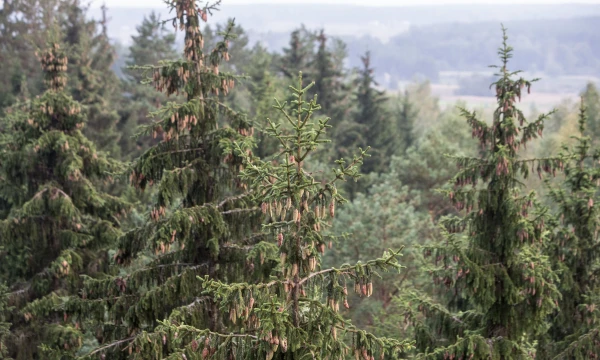 Lietuvoje miško žemės kainos priklauso nuo medyno amžiaus, medžių aukščio, rūšinės sudėties. Jos  svyruoja nuo 500 EUR/ha iki 10.000 EUR/ha. Juditos Grigelytės nuotr.