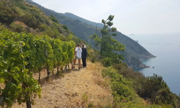 Joks traktorius nepajėgs privažiuoti prie ant uolų išsibarsčiusių vynuogynų, tad derlius čia skinamas tik rankomis. Petro Jarašūno nuotr. 