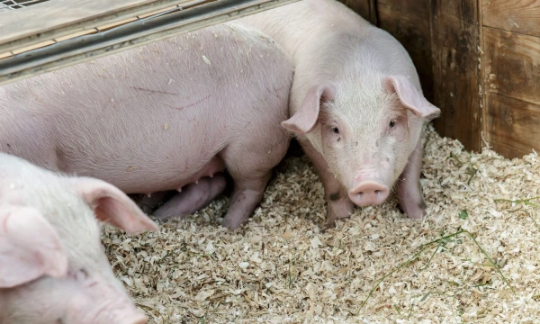 Juditos Grigelytės (VŽ) nuotr. 