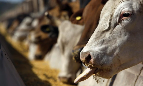 Marcos Brindicci („Reuters“ / „Scanpix“) nuotr.