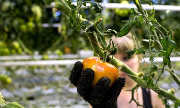 Per 40 metų be vadovų veikianti JAV pomidorų perdirbimo milžinė „The Morning Star Company“ yra akivaizdus įrodymas, kad kuriant bei realizuojant vadybos sistemas būtina kuo labiau įtraukti darbuotojus. Aleksejaus Malgavko („Sputnik“ / „Scanpix“) nuotr.