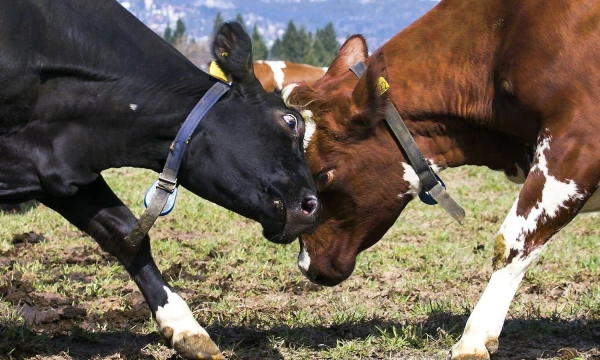 Heiko Junge („Scanpix“) nuotr.