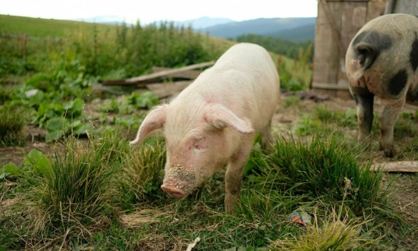 Vladimiro Ivanovo (VŽ) nuotr.