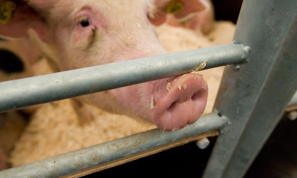 Juditos Grigelytės (VŽ) nuotr.