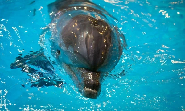 „Maximai“ su partneriais pavyko įgyvendinti ne vieną socialinę iniciatyvą, kuri tapo kasmetine akcija.