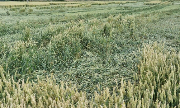 Lino Butkaus (VŽ) nuotr.