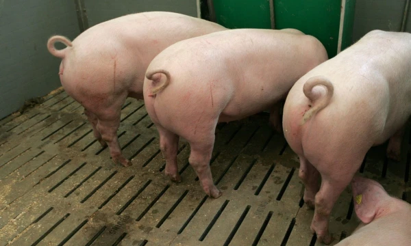 Violetos Bbelytės nuotr.