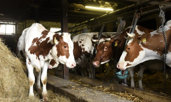 Fabian Bimmer („Reuters“ / „Scanpix“) nuotr.