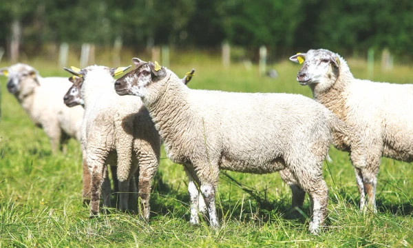 Juditos Grigelytės (VŽ) nuotr.