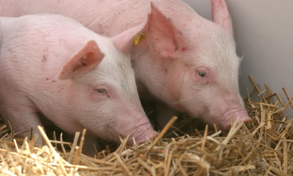 Andriaus Ufarto (BNS) nuotr.