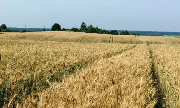 Vladimiro Ivanovo (VŽ) nuotr.