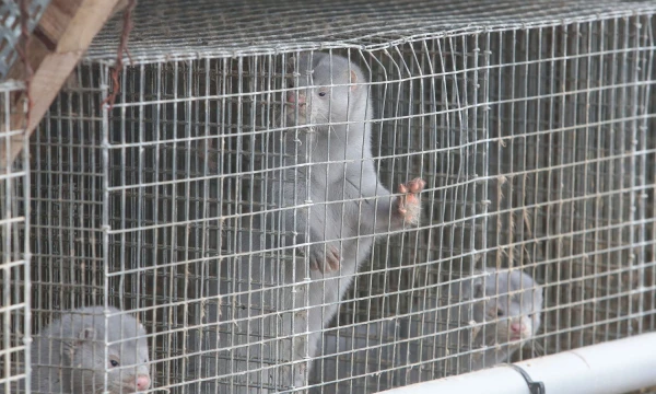 Vladimiro Ivanovo (VŽ) nuotr. 