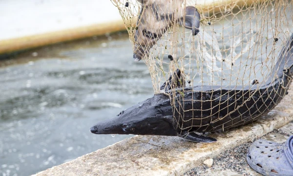 Pagal priemonę priemonės „Gamybos ir prekybos planai“ gamintojų organizacijoms bus išdalinta 430.000 Eur paramos. Vladimiro Ivanovo (VŽ) nuotr.
