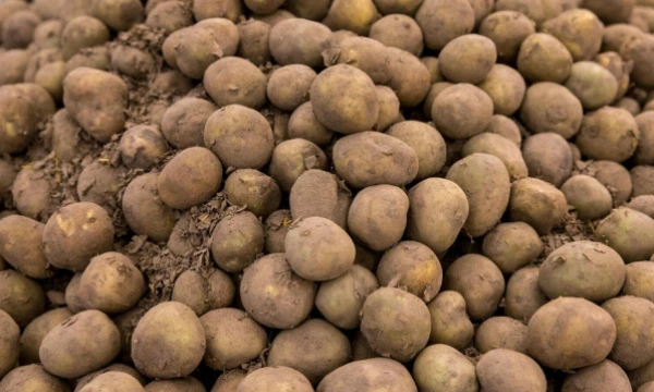 Juditos Grigelytės (VŽ) nuotr.