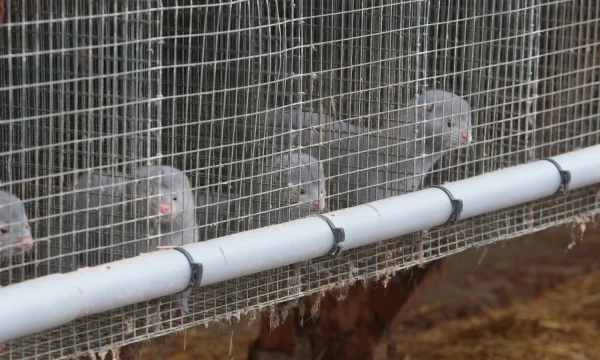 Vladimiro Ivanovo (VŽ) nuotr.