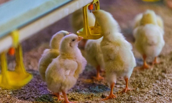 Vladimiro Ivanovo (VŽ) nuotr.