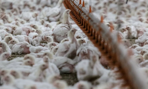 Vladimiro Ivanovo (VŽ) nuotr.