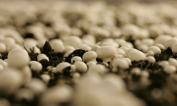 Vladimiro Ivanovo (VŽ) nuotr.