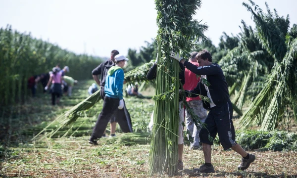 Po ilgų bandymų paaiškėjo, kad lengvai įsisavinami, ekologiški ir natūralūs baltymai gali būti išgaunami iš pluoštinių kanapių sėklų. Juditos Grigelytės (VŽ) nuotr.