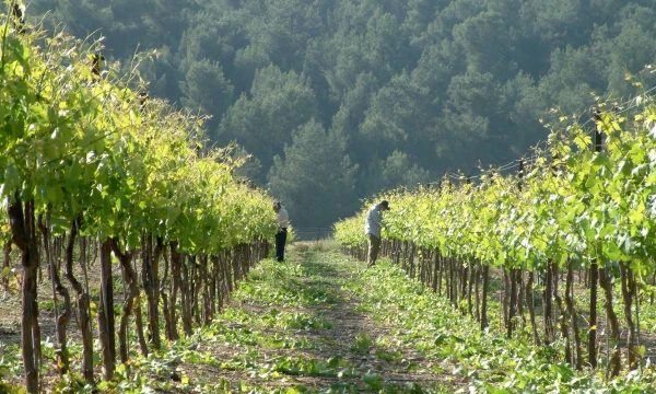 Izraelio vynuogynuose. Jolantos Smičienės nuotr. 