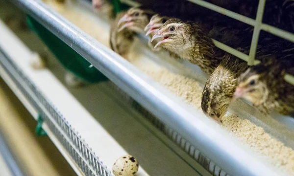 Vladimiro Ivanovo (VŽ) nuotr.