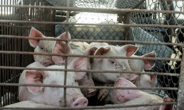 Juditos Grigelytės (VŽ) nuotr.