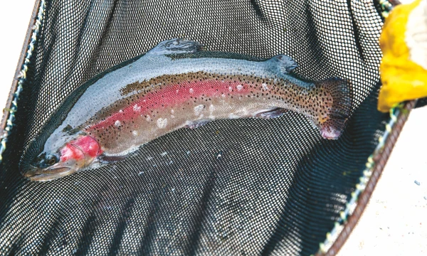 Pajamos už parduotus upėtakius augo daugiau kaip 50%. Vladimiro Ivanovo (VŽ) nuotr.