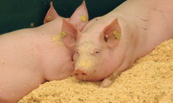  Algimanto Barzdžiaus nuotr.