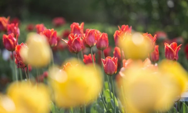 Juditos Grigelytės (VŽ) nuotr.