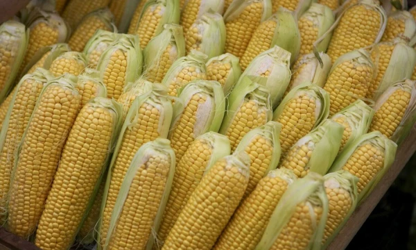 Vladimiro Ivanovo (VŽ) nuotr.