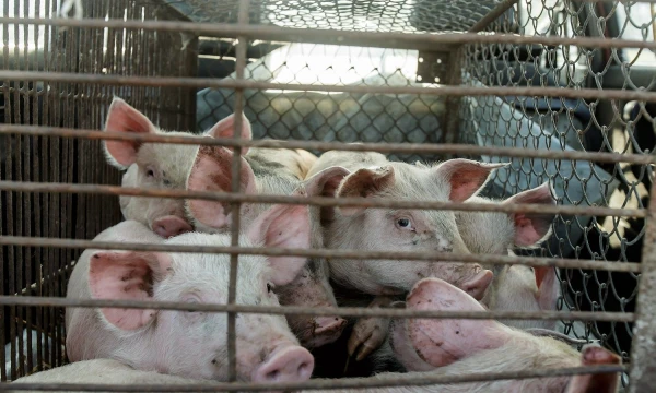 Vladimiro Ivanovo (VŽ) nuotr.