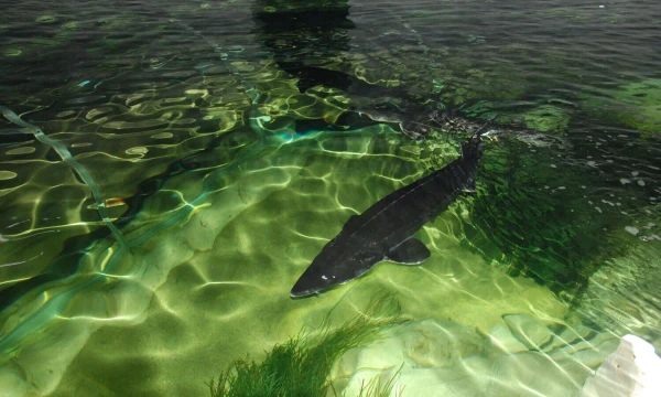 Jūrų muziejus – vėl lankomiausias Lietuvoje. VŽ nuotr.