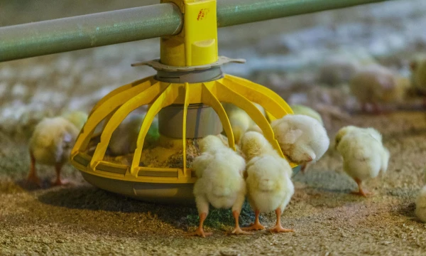 Vladimiro Ivanovo (VŽ) nuotr.